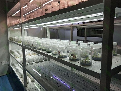 加查植物组织培养实验室设计建设方案